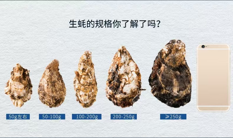 生蚝常年大量供应，全国发货，可对接电商超市等，诚信经营
