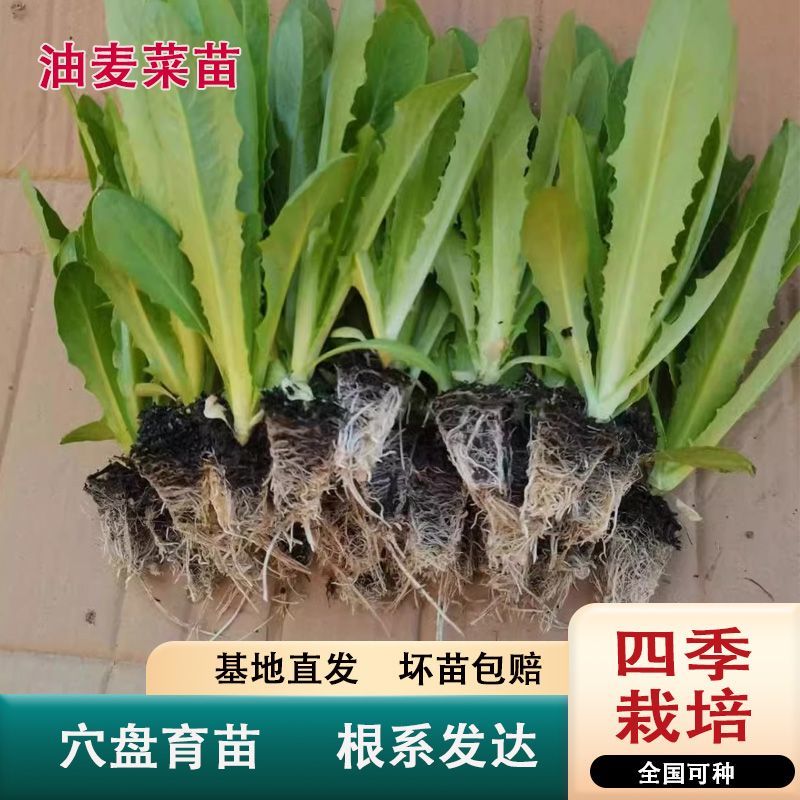 油麦菜苗秧苗麦香味油麦菜大叶尖叶香甜生菜苗甜脆油麦菜四季