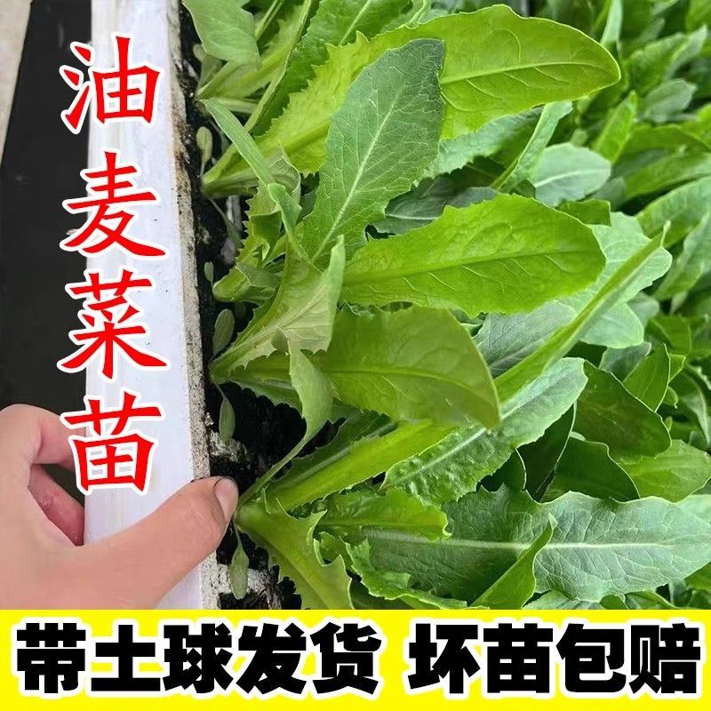 油麦菜苗秧苗麦香味油麦菜大叶尖叶香甜生菜苗甜脆油麦菜四季