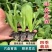 油麦菜苗秧苗麦香味油麦菜大叶尖叶香甜生菜苗甜脆油麦菜四季