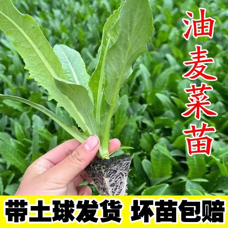 油麦菜苗秧苗麦香味油麦菜大叶尖叶香甜生菜苗甜脆油麦菜四季