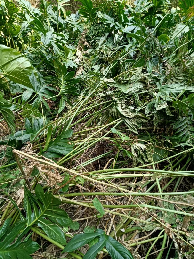 刺芋簕茨菇