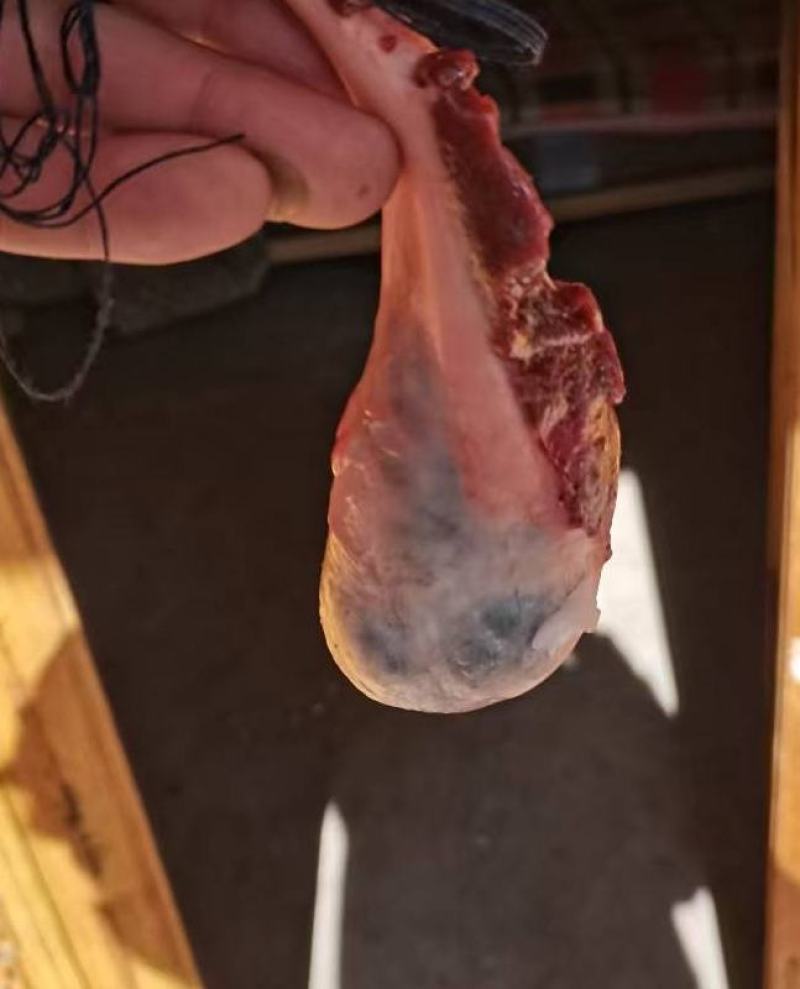 自家新鲜猪胆