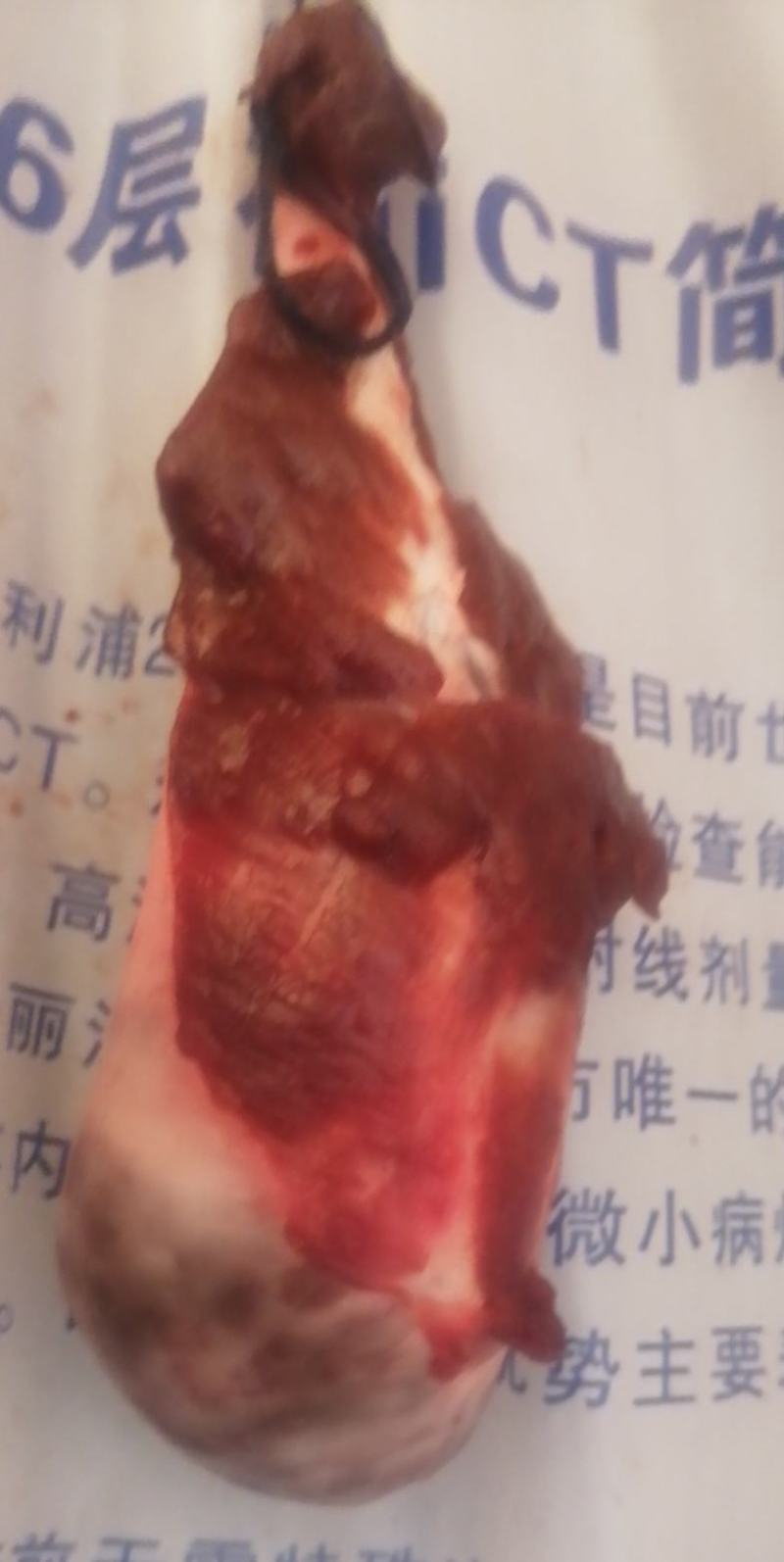 自家新鲜猪胆