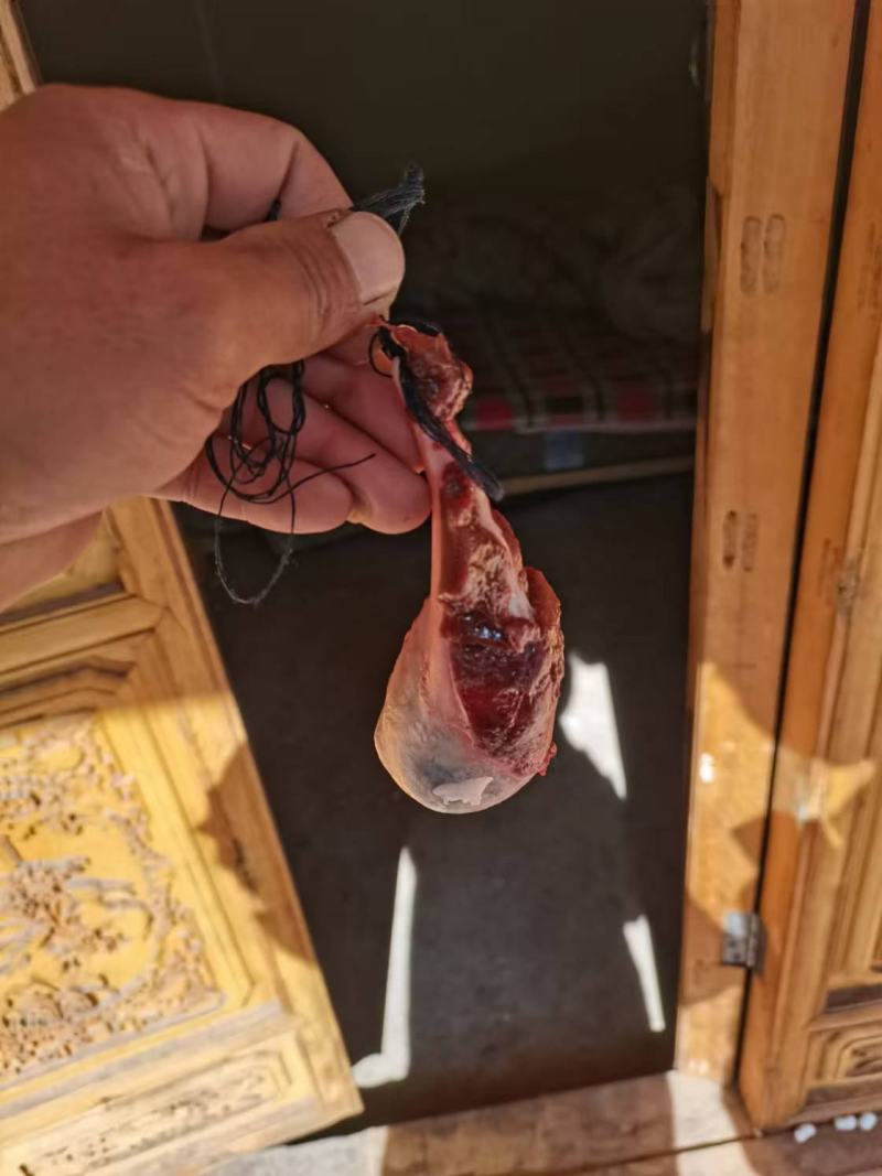 自家新鲜猪胆