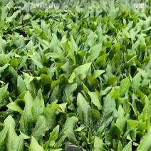 南昌基地油麦菜出售