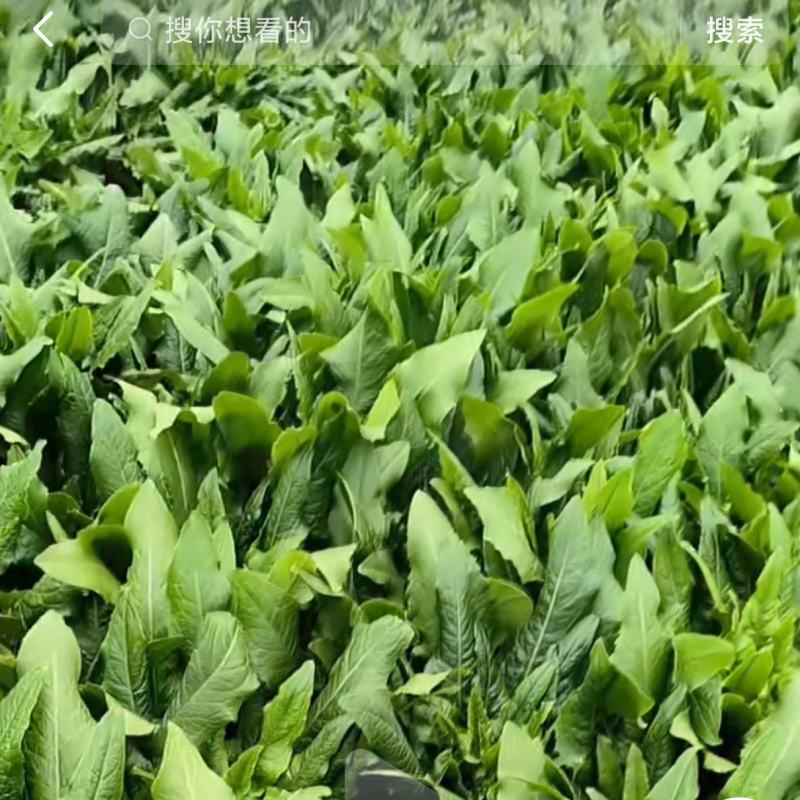南昌基地油麦菜出售