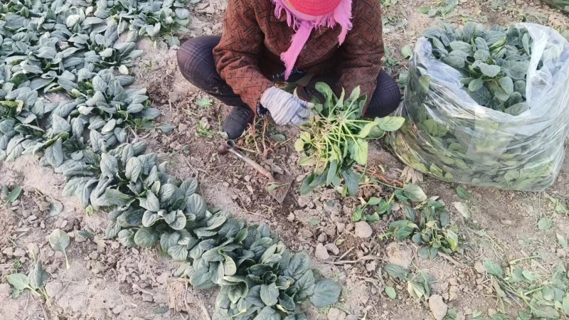 圆叶趴地菠菜,矮颗趴地菠菜，加工厂菠菜、脱水厂菠菜大量供