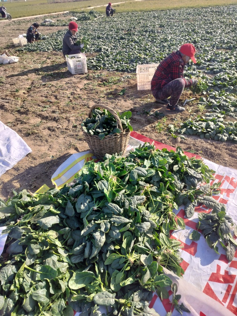 圆叶趴地菠菜,矮颗趴地菠菜，加工厂菠菜、脱水厂菠菜大量供