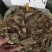 中草药云南兔耳风兔儿风兔耳一支香兔耳草干货