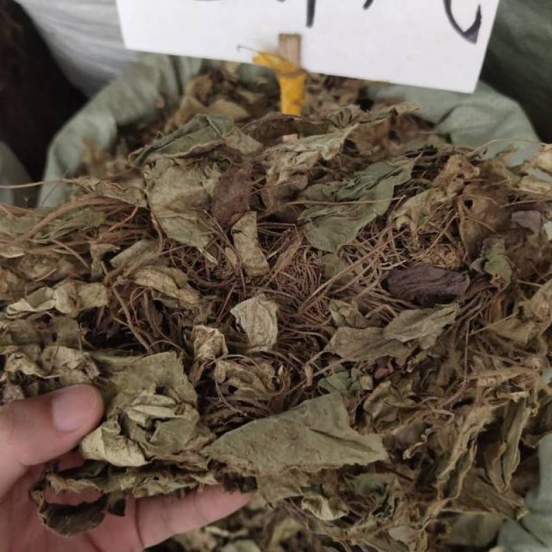 中草药云南兔耳风兔儿风兔耳一支香兔耳草干货