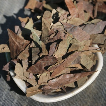 中药材霜后柿子叶新货正品柿叶茶柿子叶子霜柿叶柿树叶