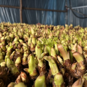 山野菜刺嫩芽