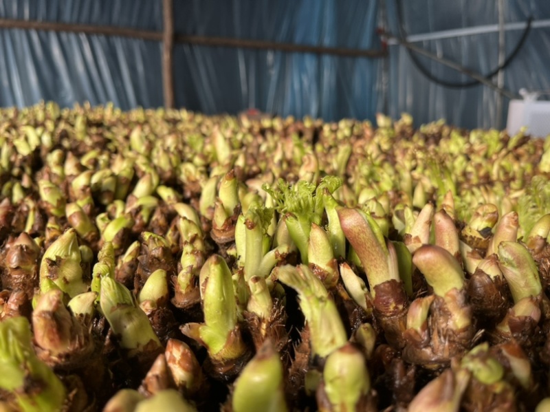 山野菜刺嫩芽