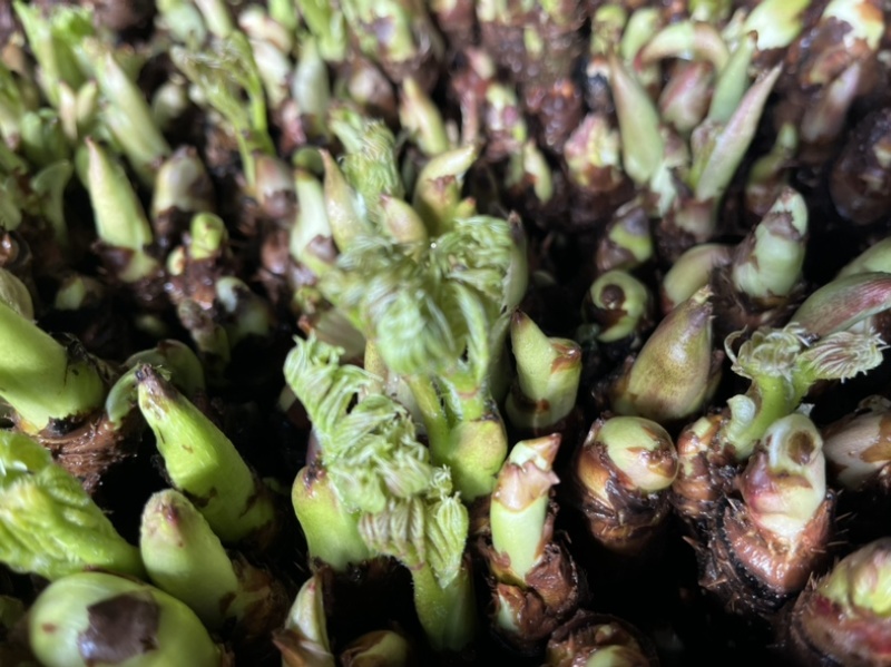 山野菜刺嫩芽