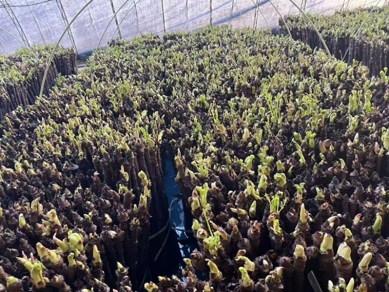 山野菜刺嫩芽