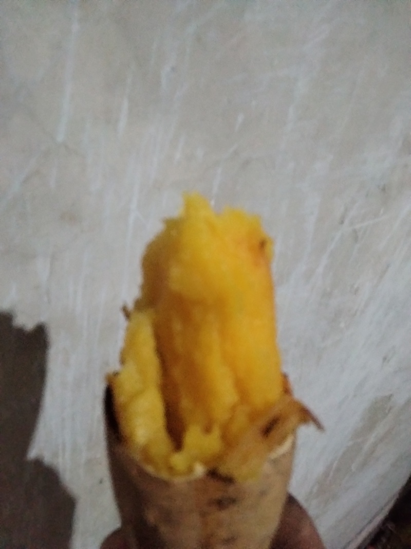 北京553红薯3两以上通货黄心