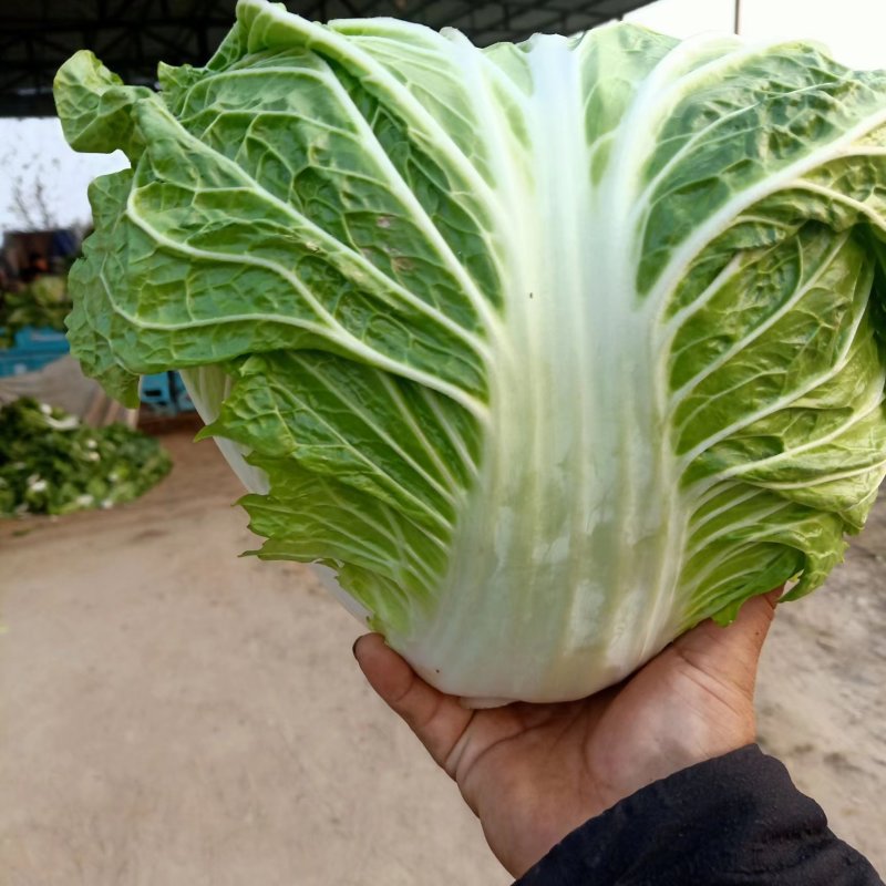 大量供应冷库里大白菜净菜4~6斤走巿场，黄心白菜
