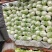 大量供应冷库里大白菜净菜4~6斤走巿场，黄心白菜
