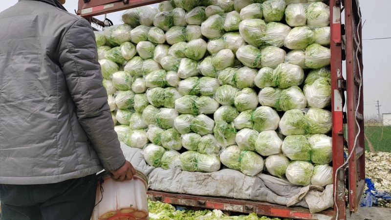 大量供应冷库里大白菜净菜4~6斤走巿场，黄心白菜