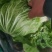 大量供应冷库里大白菜净菜4~6斤走巿场，黄心白菜