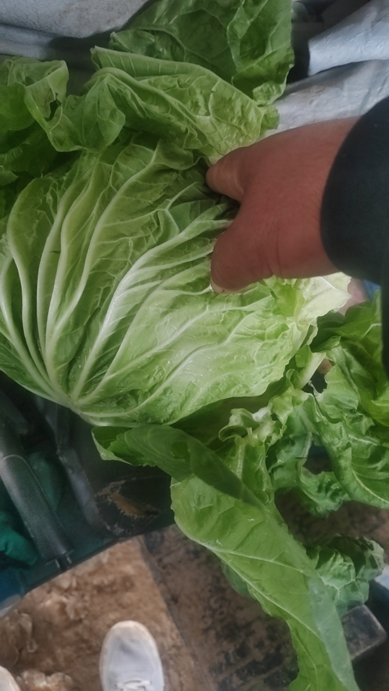 大量供应冷库里大白菜净菜4~6斤走巿场，黄心白菜
