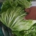 大量供应冷库里大白菜净菜4~6斤走巿场，黄心白菜