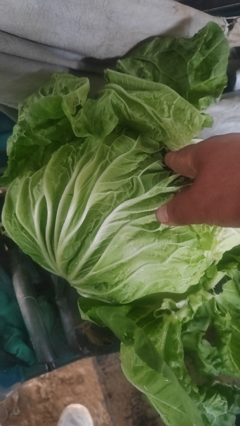 大量供应冷库里大白菜净菜4~6斤走巿场，黄心白菜
