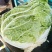 大量供应冷库里大白菜净菜4~6斤走巿场，黄心白菜