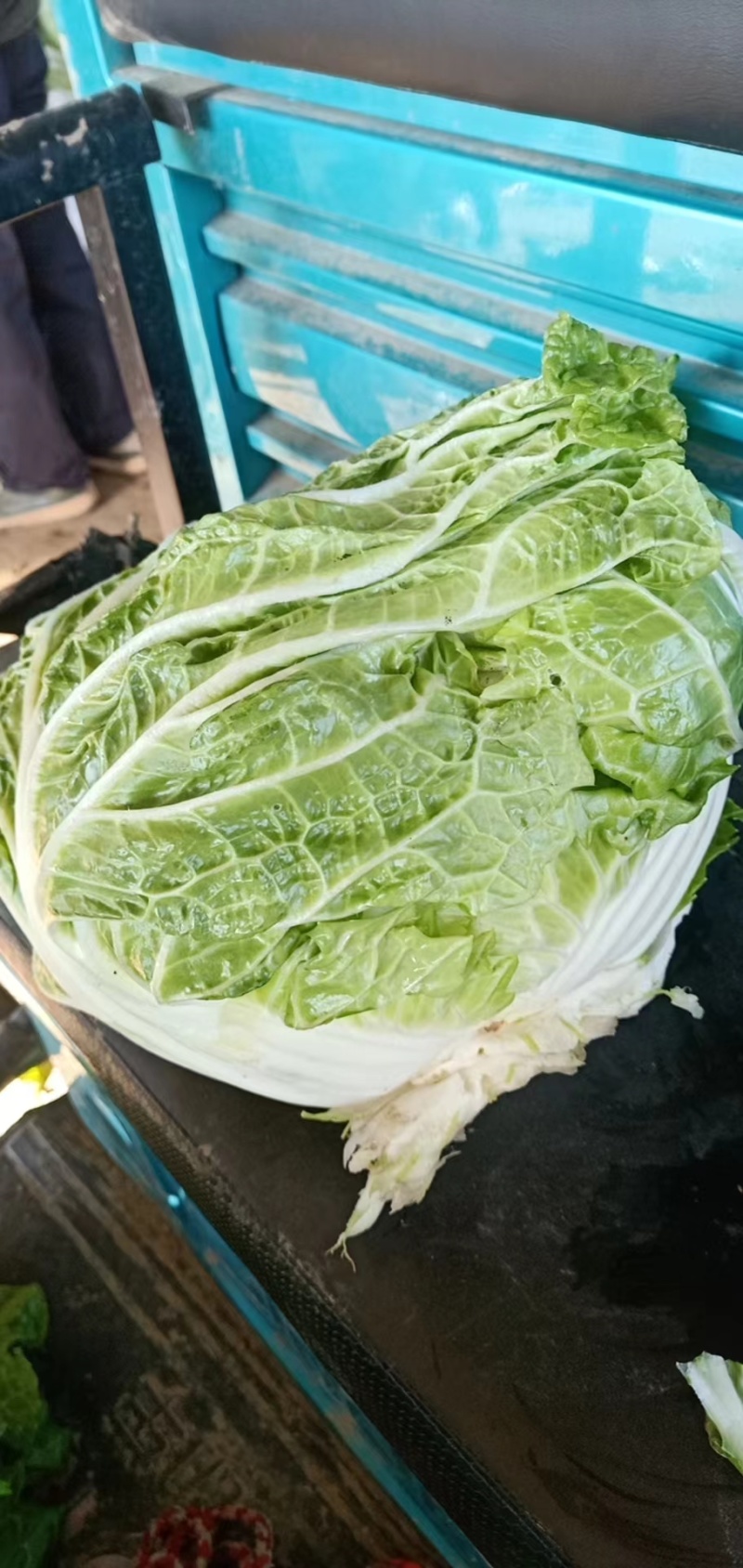 大量供应冷库里大白菜净菜4~6斤走巿场，黄心白菜