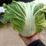 大量供应冷库里大白菜净菜4~6斤走巿场，黄心白菜