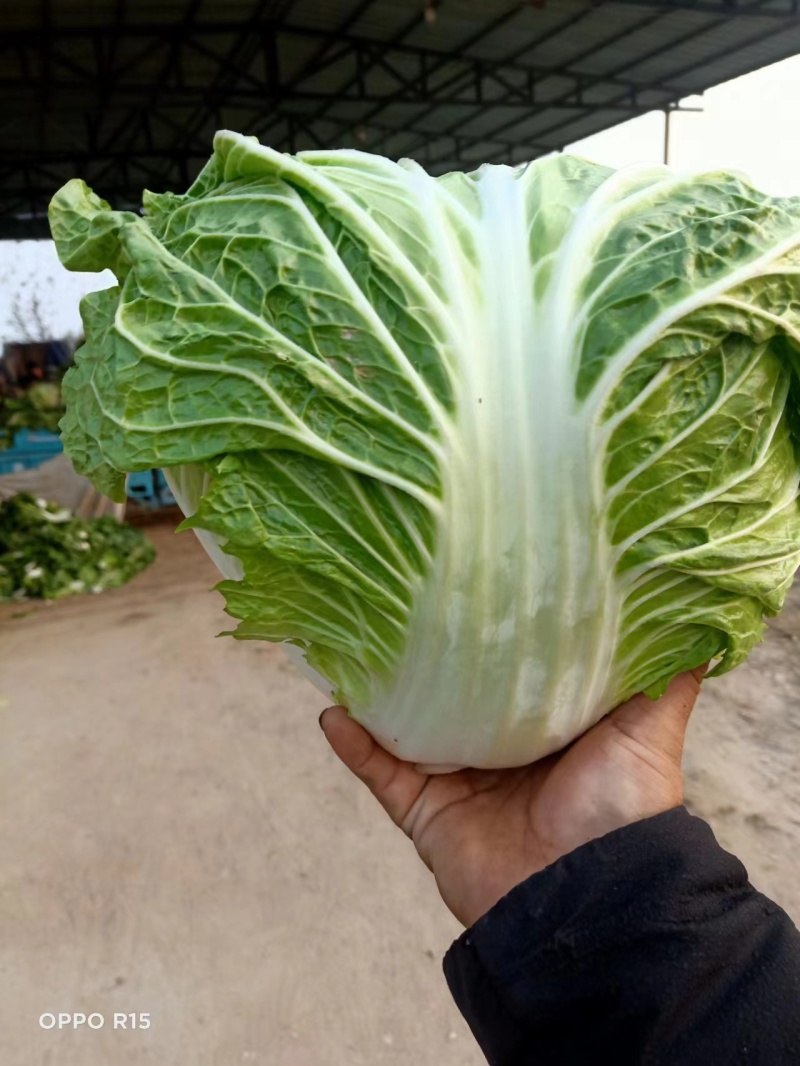 大量供应冷库里大白菜净菜4~6斤走巿场，黄心白菜