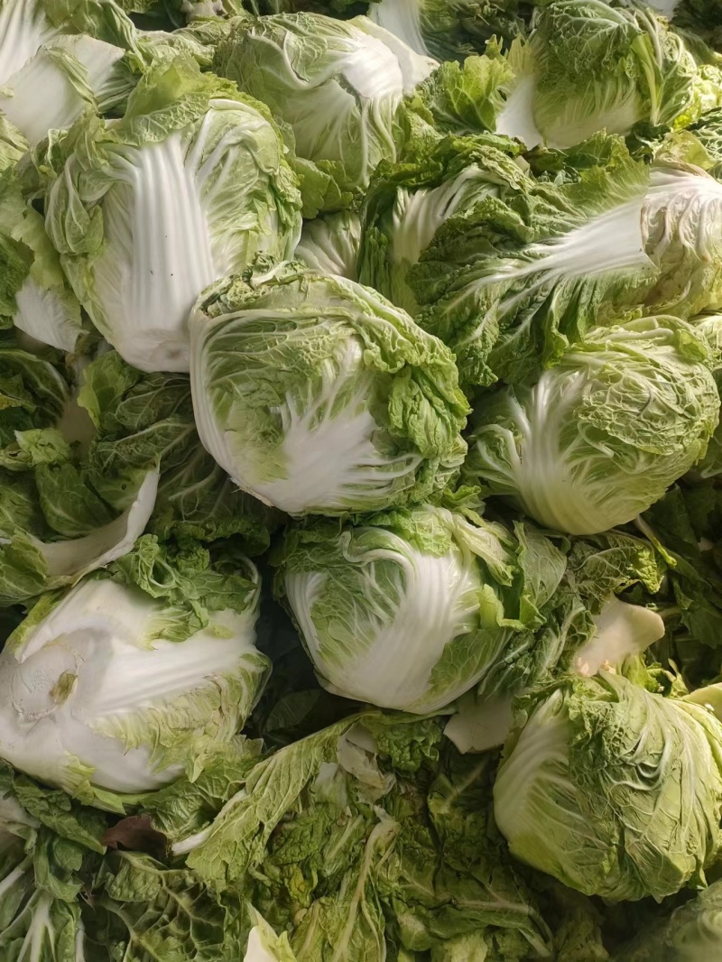 大量供应冷库里大白菜净菜4~6斤走巿场，黄心白菜