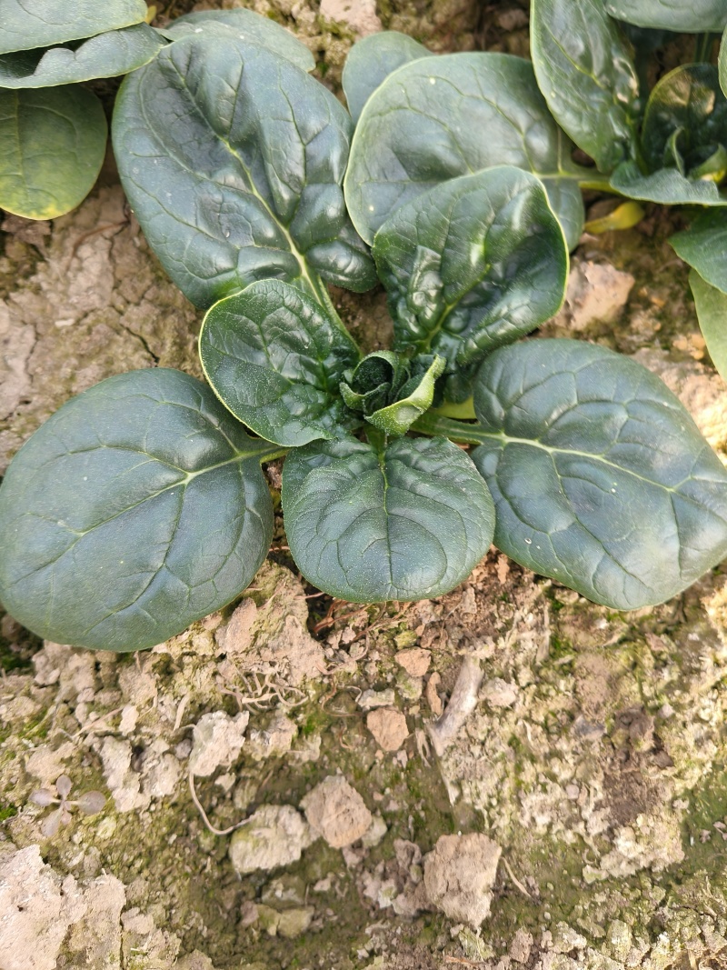 趴地菠菜大量供应欢迎一亩田联系