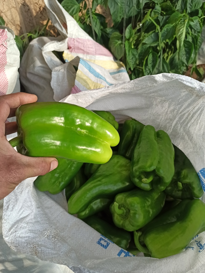 精品太空椒接近尾声要货的抓紧没有几天的时间了