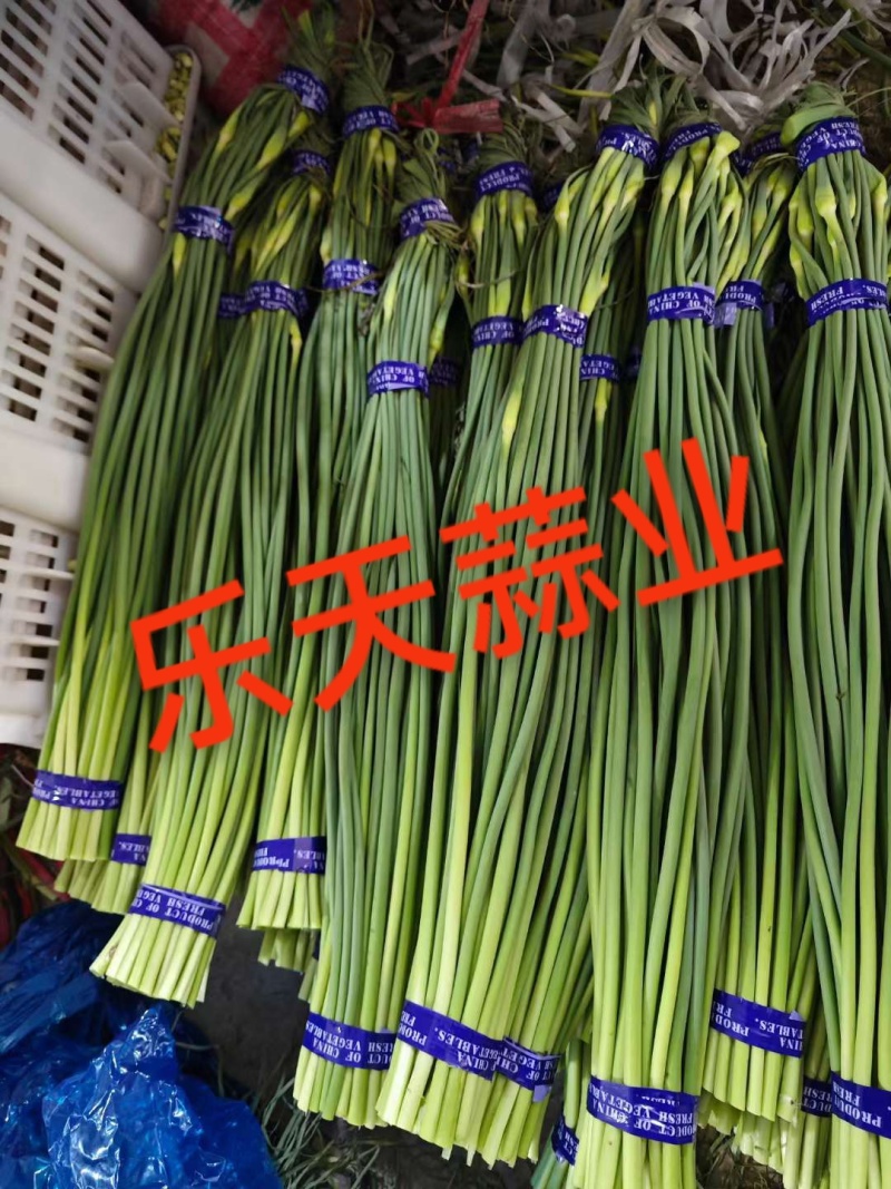 优质二级红帽，一级红帽蒜苔大量现货量大从优一条龙服务