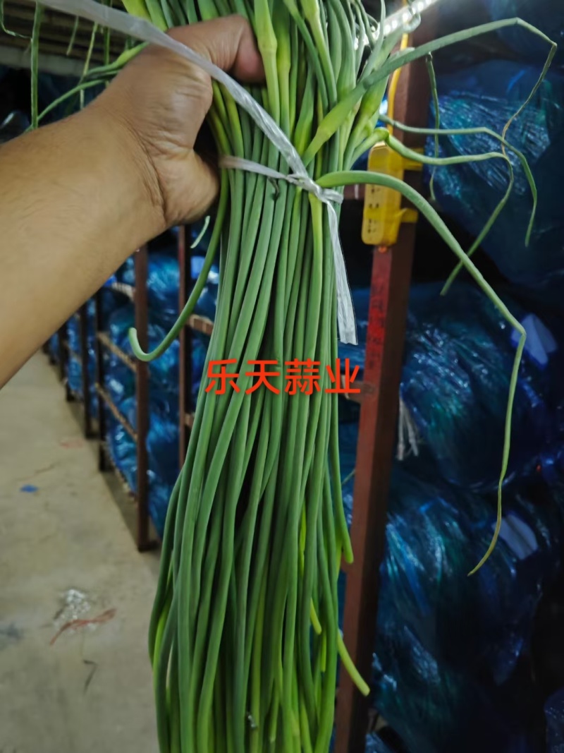 优质二级红帽，一级红帽蒜苔大量现货量大从优一条龙服务