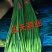 优质二级红帽，一级红帽蒜苔大量现货量大从优一条龙服务