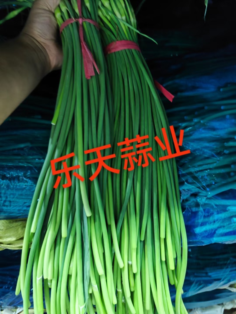 优质二级红帽，一级红帽蒜苔大量现货量大从优一条龙服务