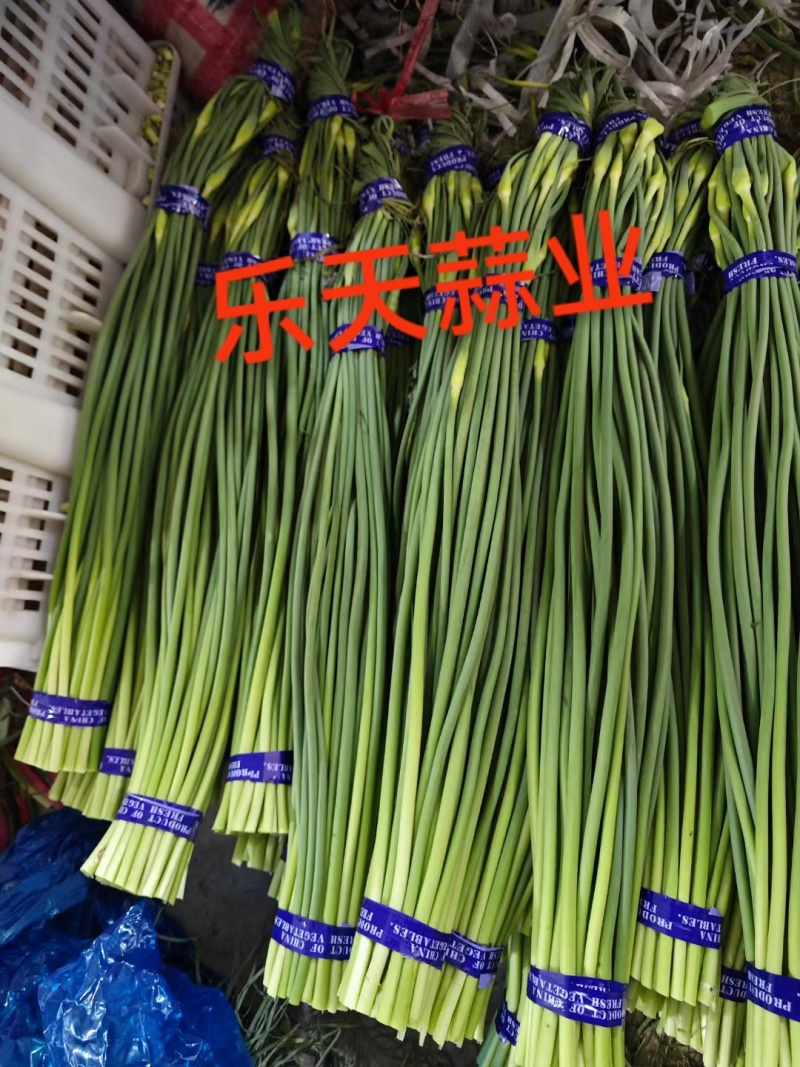 优质二级红帽，一级红帽蒜苔大量现货量大从优一条龙服务