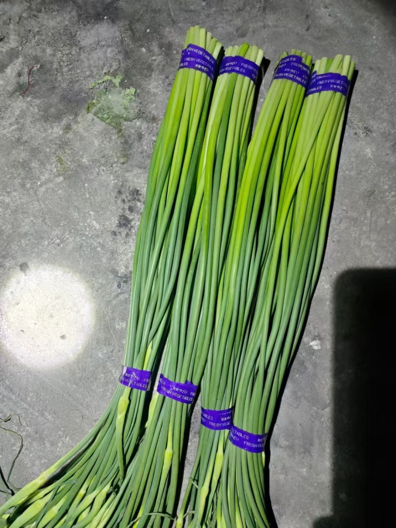 优质二级红帽，一级红帽蒜苔大量现货量大从优一条龙服务