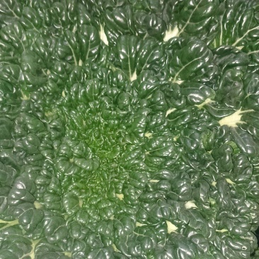 乌塌菜