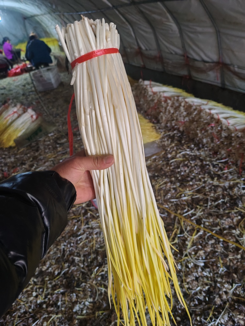 精品蒜黄，大量上市，一手货源，产地直发，今天涨钱了