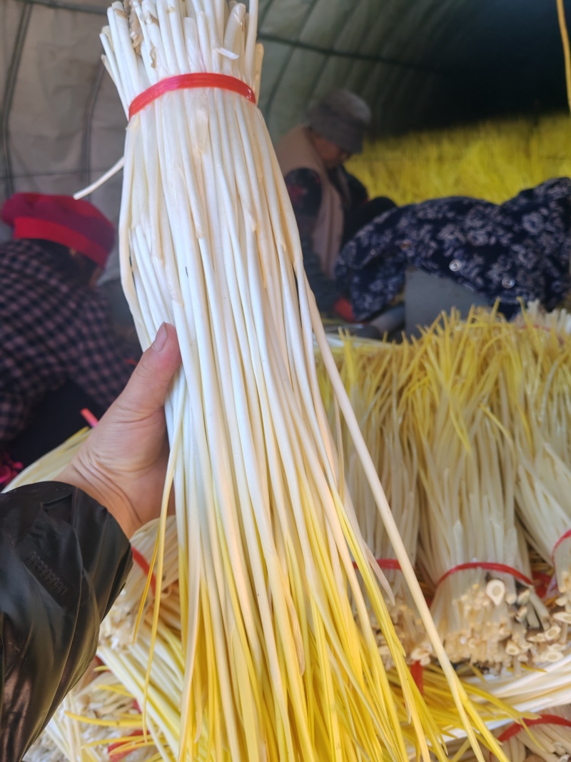 精品蒜黄，大量上市，一手货源，产地直发，今天涨钱了
