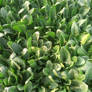 大棚菠菜