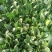 大棚菠菜