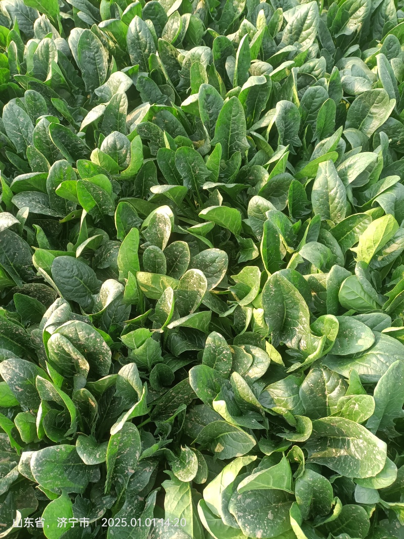 大棚菠菜