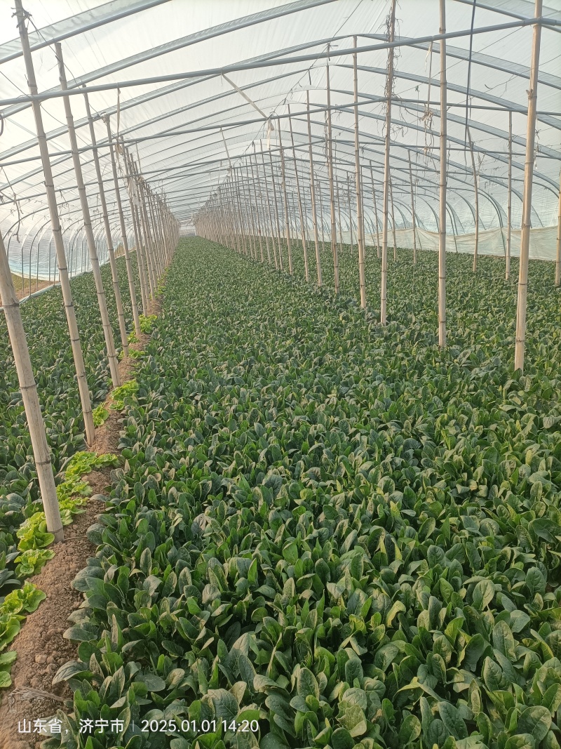 大棚菠菜