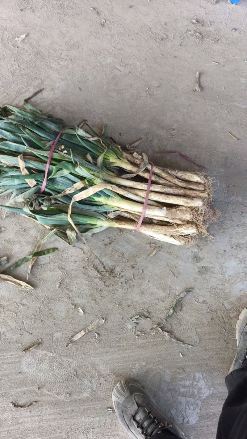 大葱，长白大葱，铁杆大葱，刚葱，长白大葱，长盘葱，新大葱