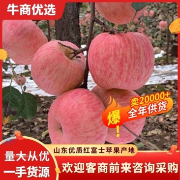纸袋膜袋红富士苹果产地价格便宜，产地直销，品质保证全国发